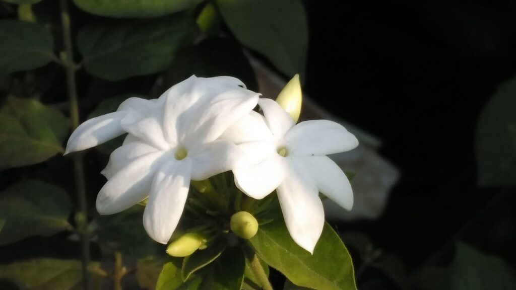 Jasmijn bloem